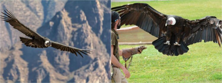 Андский кондор — самая крупная хищная птица на Земле. Андский кондор Vultur gryphus. Источники изображений: matadornetwork.com, ecologiaverde.com. Фото.