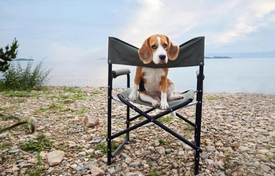 Бигль: харизматичный упрямец с охотничьим носом. Бигль. Источник изображения: petstory.ru. Фото.