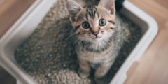 Сколько лотков нужно кошке и почему одного недостаточно!? Фото.
