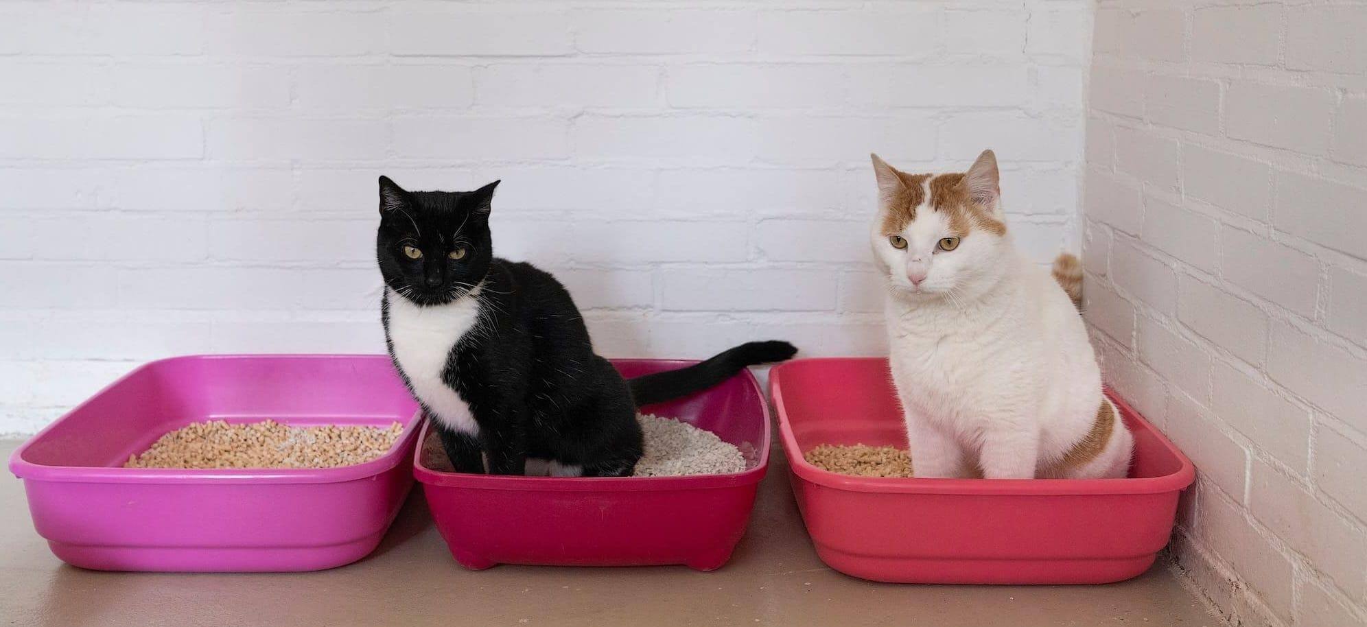Правило n+1: сколько лотков должно быть у кошек. Как такие серьёзные мужчины могут не иметь собственный горшок!? Источник изображения: lapkins.ru. Фото.