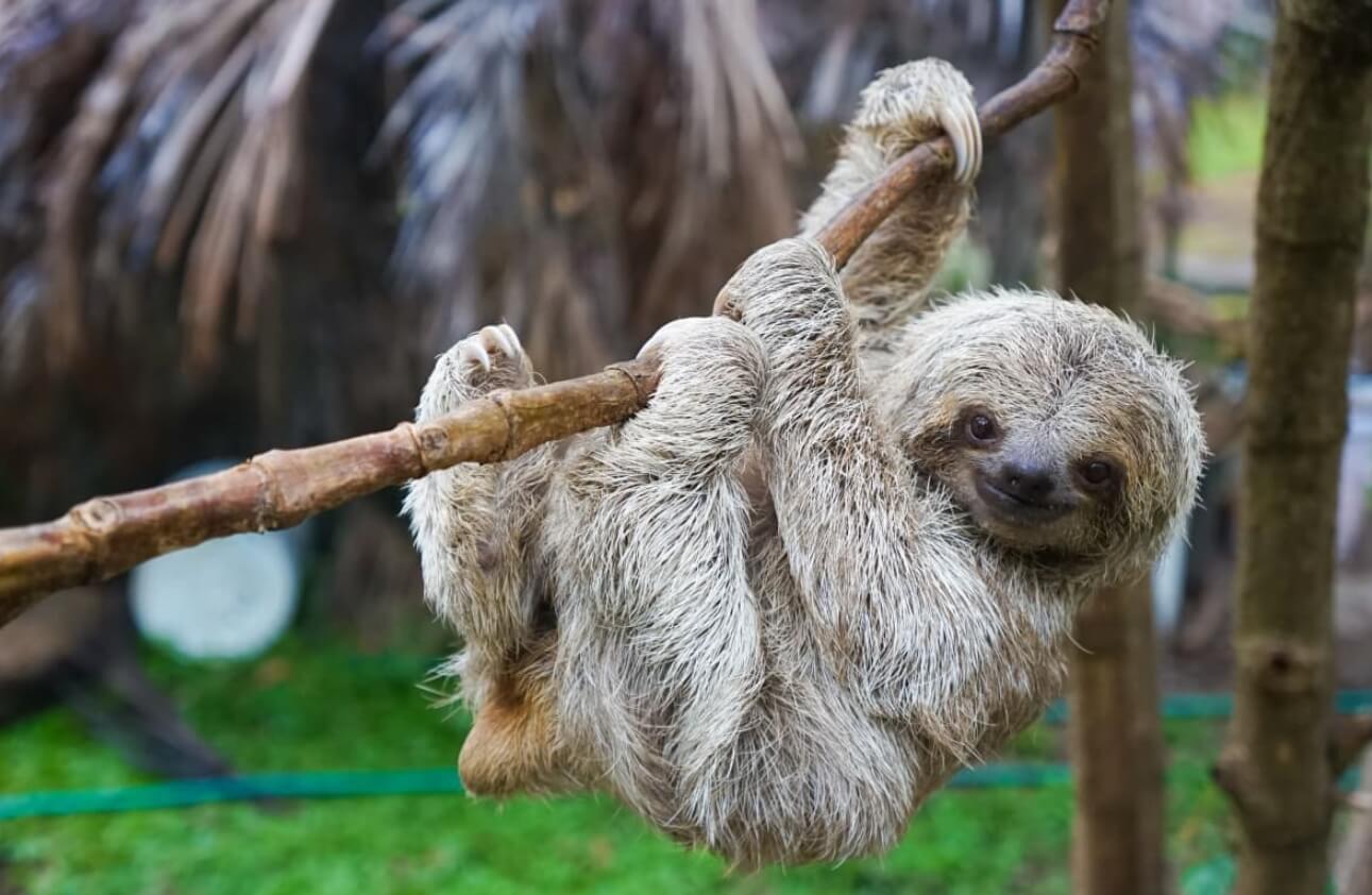 Почему ленивцы медленные. Ленивцы весят максимум 9 килограммов. Источник фотографии: yahoo.com. Фото.