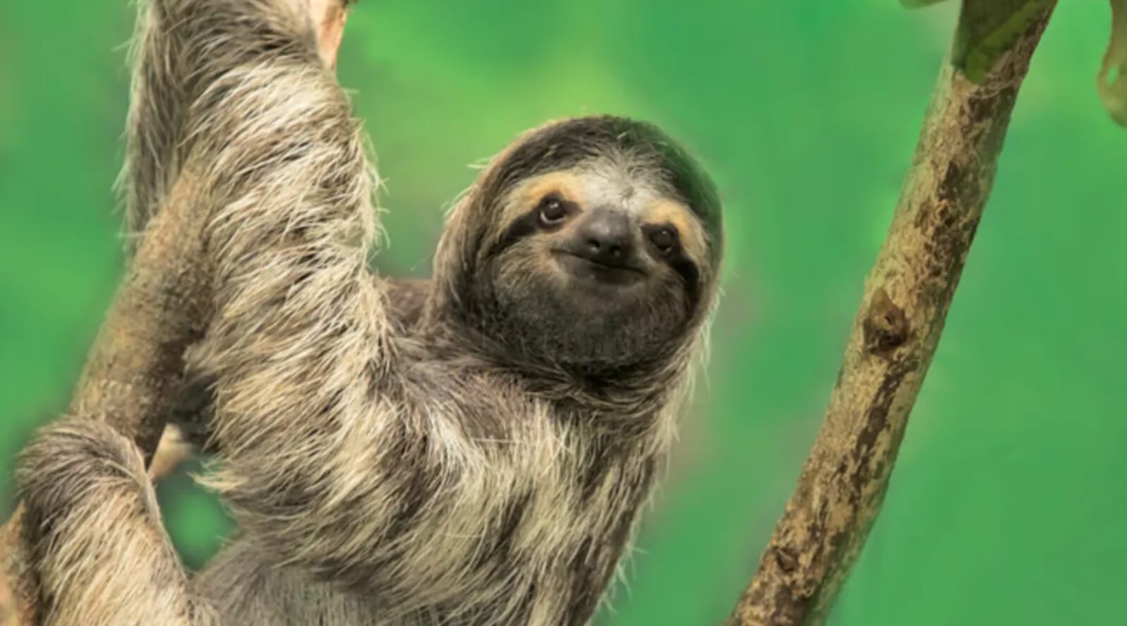 Как прячутся ленивцы. Иногда ленивцы могут съесть насекомое или мелкую ящерицу. Источник фотографии: mentalfloss.com. Фото.
