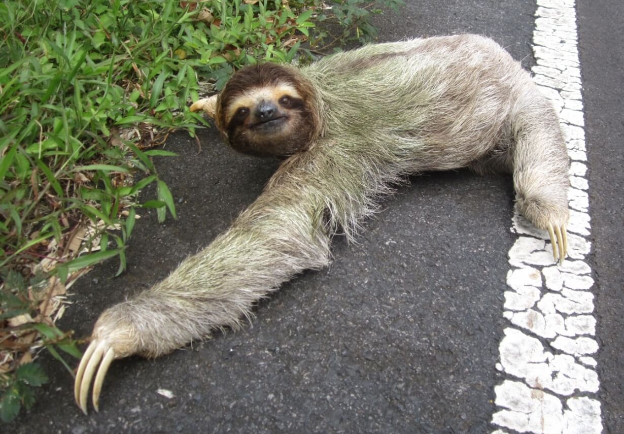 Как ленивцы ходят в туалет. Чаще всего ленивцы умирают во время похода в туалет. Источник фотографии: kiddyclub.ru. Фото.