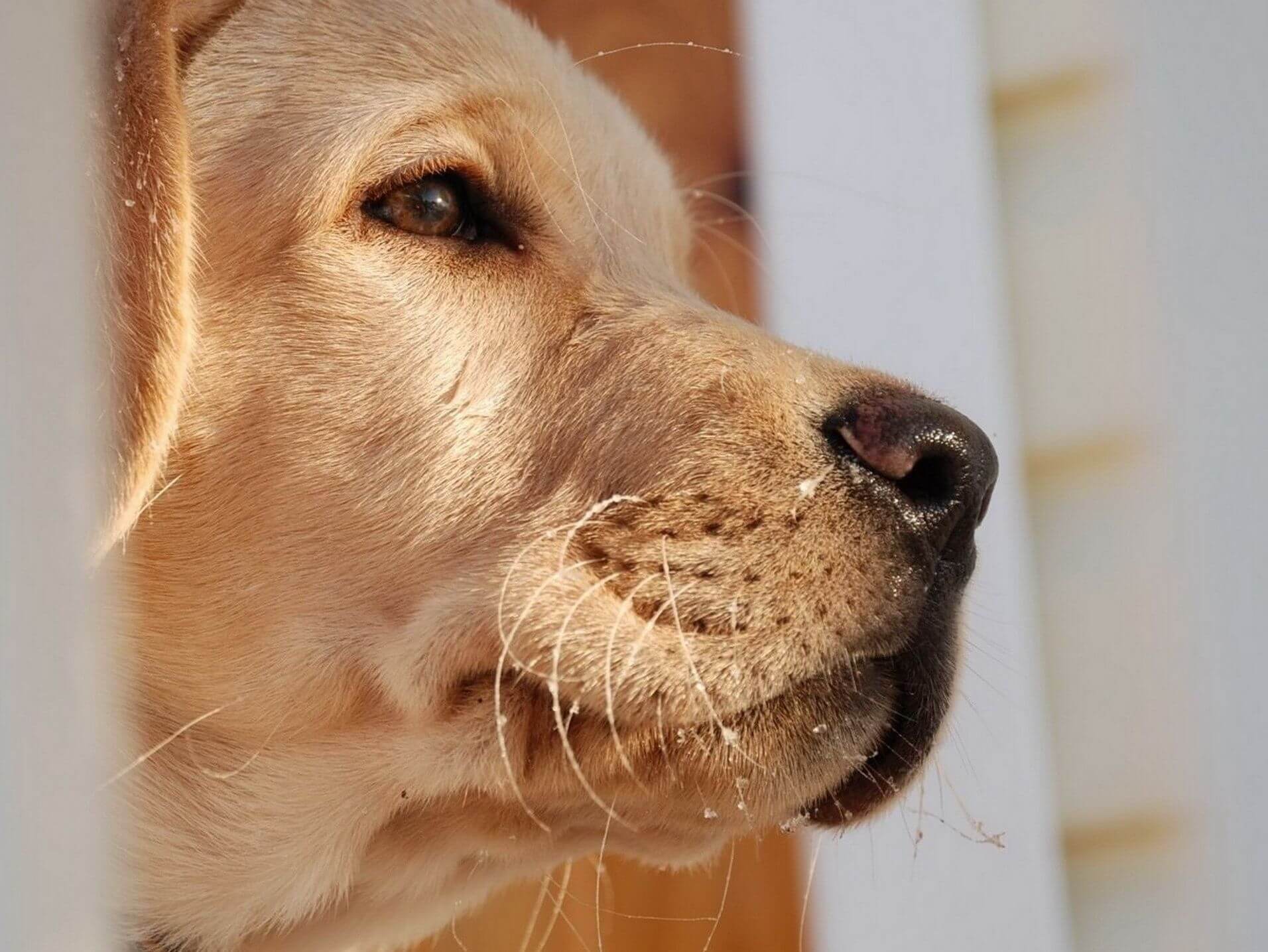 Зачем собакам усы и как они помогают ориентироваться. Усы есть у всех пород собак. Источник изображения: ru.pinterest.com. Фото.