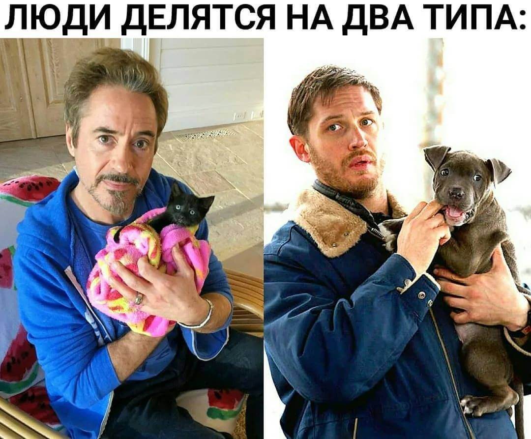 Почему собачники любят порядок, а кошатники ценят свободу. Стереотипы про кошатников и собачников пусть местам и утрированы, но возникли не просто так. Источник изображения: sport-dog.ru. Фото.