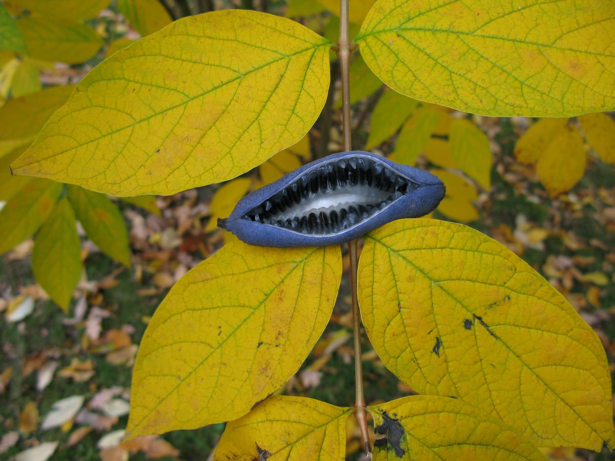 Вкус плода не неприятный, но пресный, текстура похожа на желе. Источник изображения: golesosad.com. Фото.