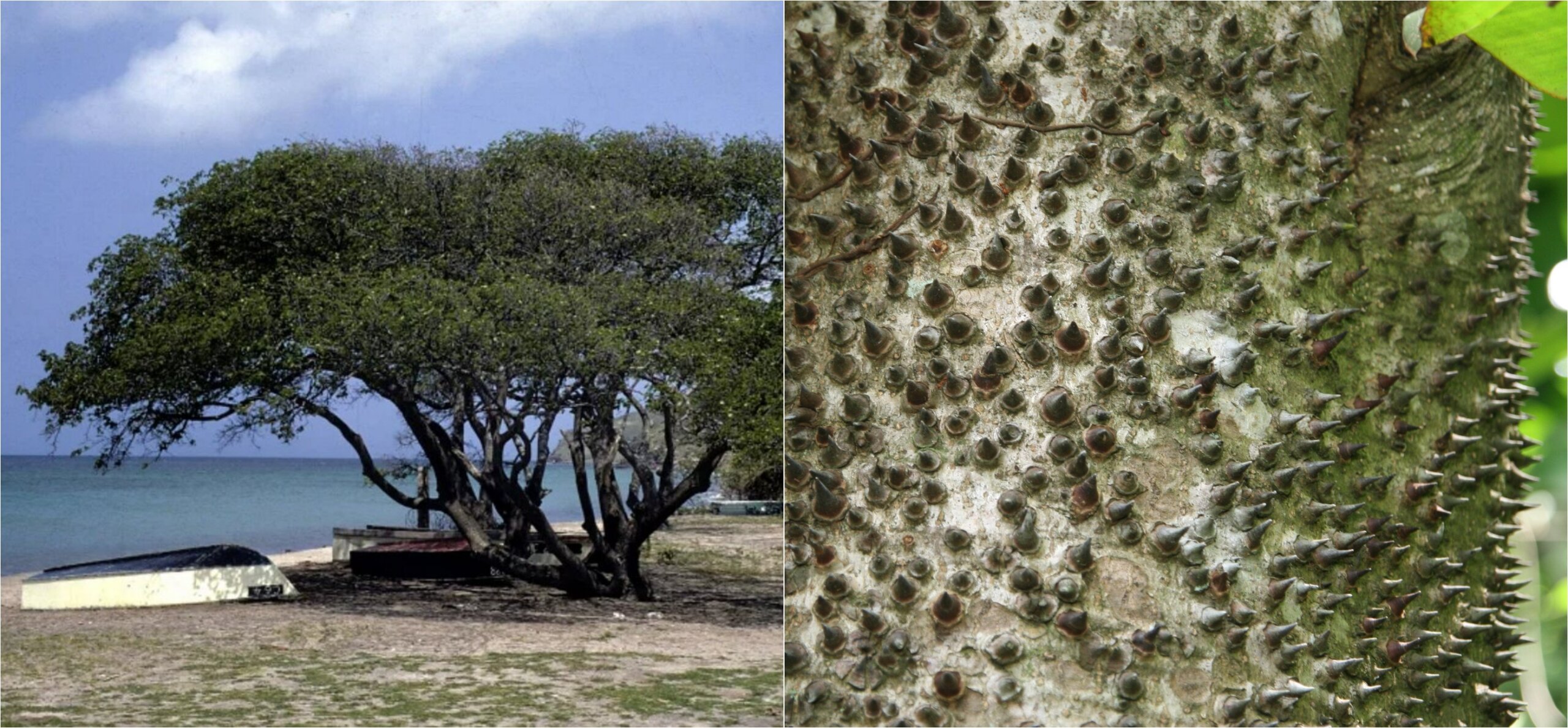 Это дерево стреляет семенами со скоростью 258 км/ч и оно ядовито. Самое опасное дерево планеты — хура взрывающаяся: оно ядовито, а семена выстреливают со скоростью пули. Источники изображений: scienews.com, belcson.ru. Это дерево стреляет семенами со скоростью 258 км/ч и оно ядовито. Самое опасное дерево планеты — хура взрывающаяся: оно ядовито, а семена выстреливают со скоростью пули. Источники изображений: scienews.com, belcson.ru. Фото.