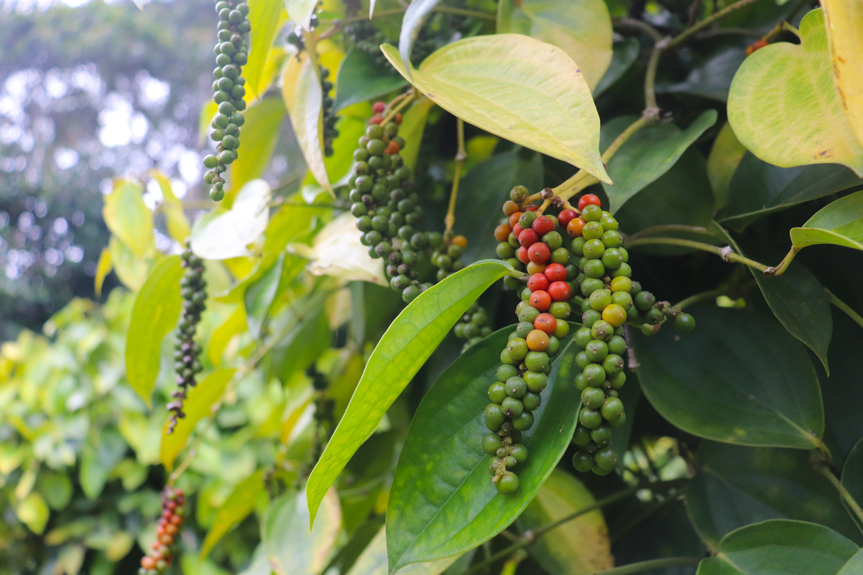 Черный перец является лианой. Фото.