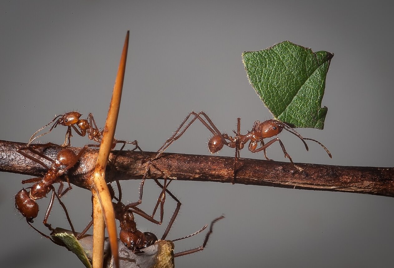Муравьи-листорезы. Источник изображения: wikimedia.org. Фото.