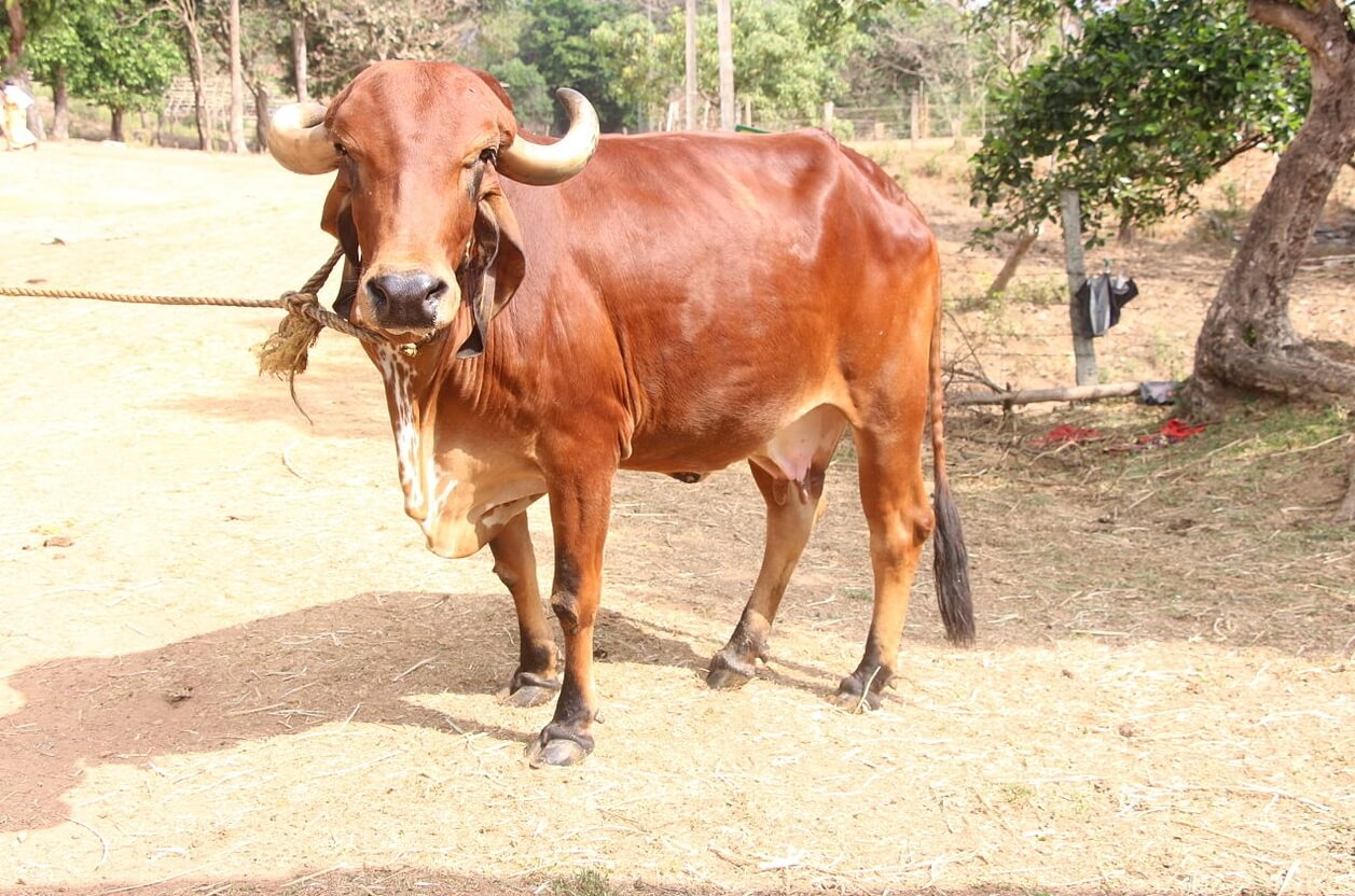 Бразильская корова породы GIR. Источник фотографии: wikimedia.org. Фото.