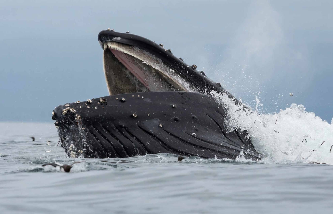 Горбатый кит. Огромный рот горбатого кита. Источник фотографии: people.com. Фото.