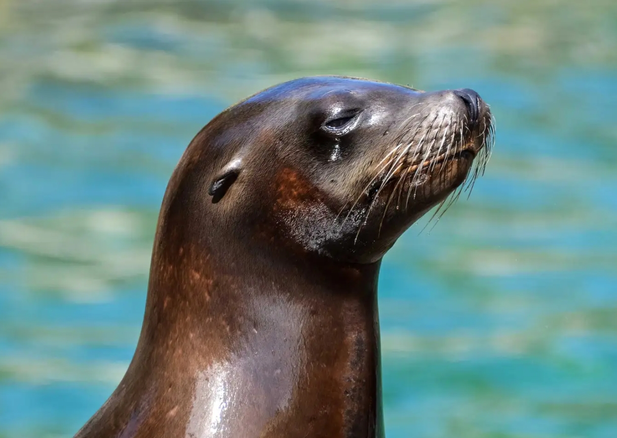 Морские львы. Морские львы пахнут рыбой из-за своего постоянного рыбного рациона. Источник фотографии: popsci.com. Фото.