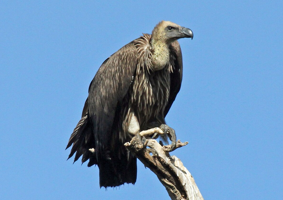 Грифы. Грифы питаются падалью и иногда блюют, чтобы отпугнуть хищников, что делает их дыхание ужасно зловонным. Источник фотографии: wikipedia.org. Фото.