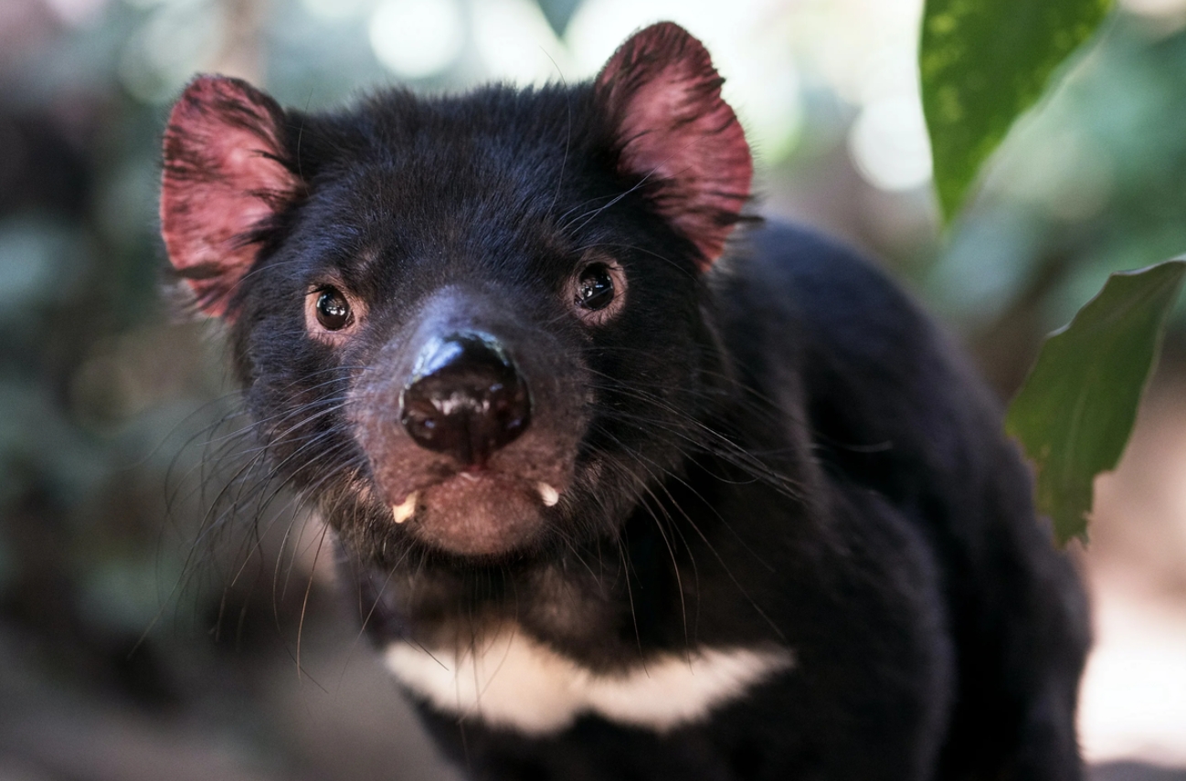 Тасманийский дьявол. Тасманийский дьявол питается мертвыми животными, и его дыхание очень сильно воняет. Источник фотографии: dzen.ru. Фото.