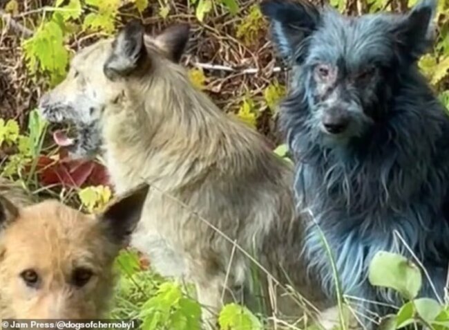 В Чернобыле появились собаки с синей шерстью — ученые не понимают, что это. В Чернобыле появились собаки с синей шерстью — ученые не понимают, что это. Фото.