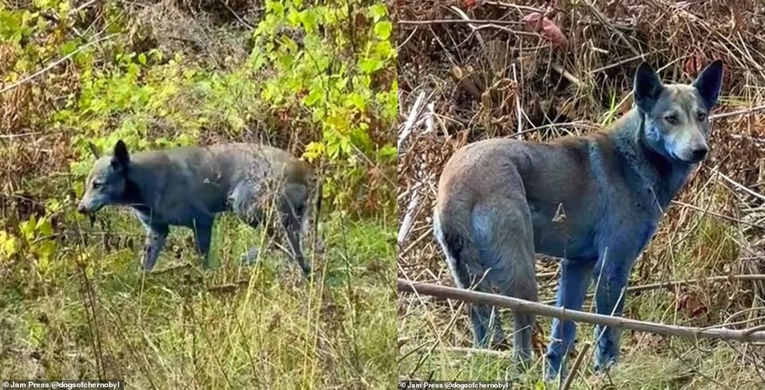 В Чернобыле появились собаки с синей шерстью — ученые не понимают, что это