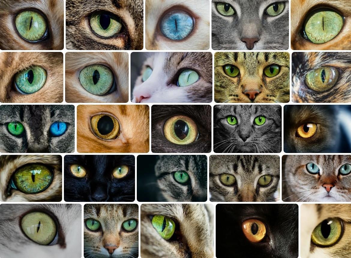 От чего зависит цвет глаз у кошек. Цвет глаз у кошек — это баланс меланина и строения радужки. Источник изображения: author.today. Фото.