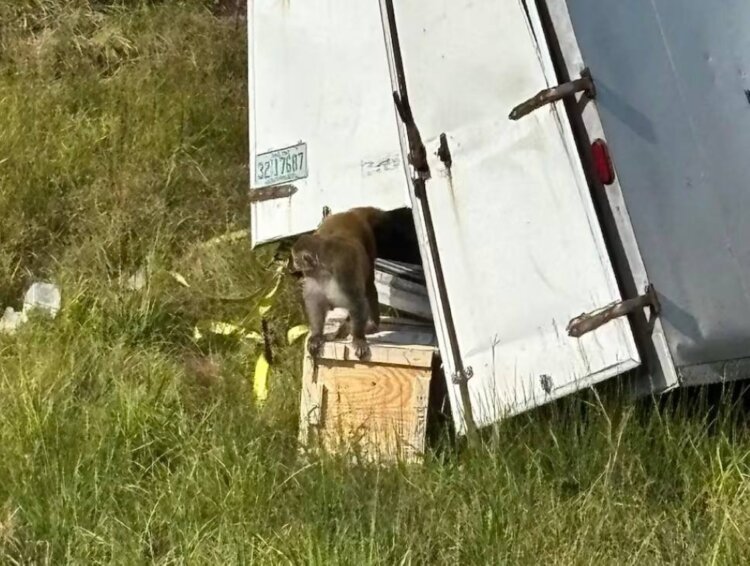 Поиск обезьян зараженных вирусами. Одна из обезьян попала на фото. Источник: телеграм-канал Эксплойт. Поиск обезьян зараженных вирусами. Одна из обезьян попала на фото. Источник: телеграм-канал Эксплойт. Фото.