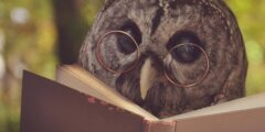Удивительные факты о совах: почему эти птицы не такие, как мы привыкли думать. Фото.