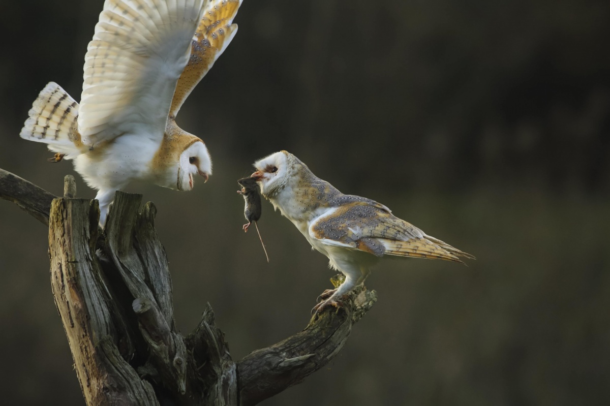 Почему совы летают бесшумно: секрет их крыльев. Одно ухо у совы расположено выше другого, поэтому она улавливает, с какой стороны и под каким углом идёт звук. Благодаря этому сова может точно определить местоположение жертвы даже в кромешной тьме. Источник изображения: fotoblur.ru. Фото.
