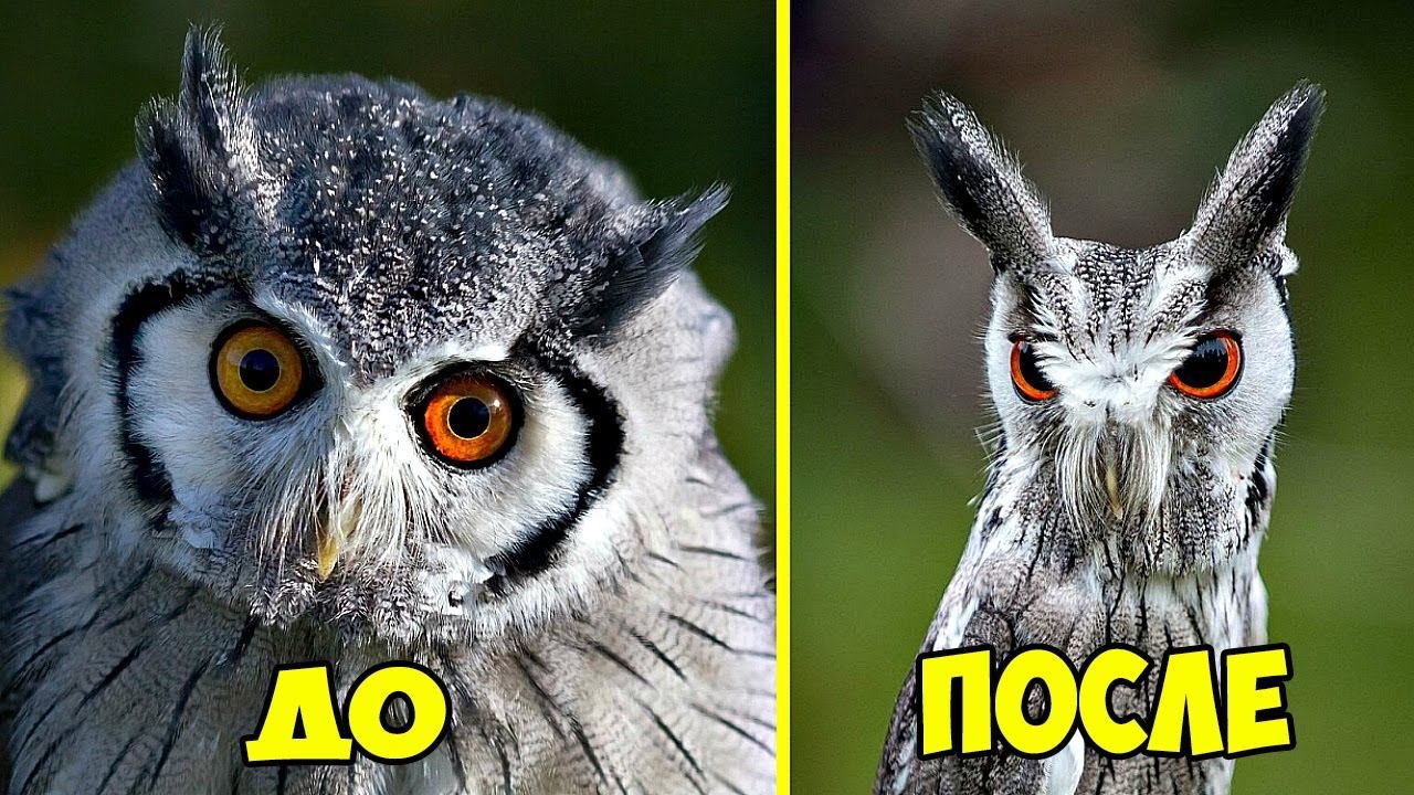 Совы — мастера маскировки: как они прячутся даже на виду. Когда сова чувствует опасность, она распускает перья, становясь вдвое больше. А чтобы остаться незамеченной, наоборот — сплющивается в тонкий столбик, сливаясь с деревом. Источник изображения: rutube.ru. Фото.