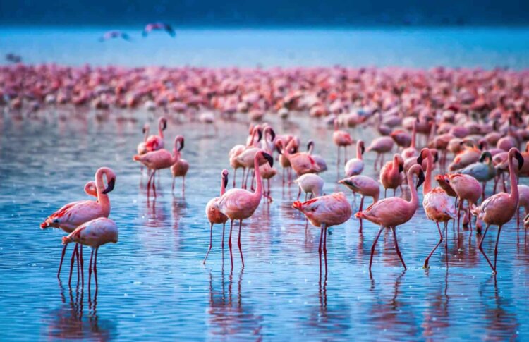 Интересные факты о фламинго. Фламинго собираются большими колониями для защиты от хищников, совместного поиска пищи и успешного размножения. Источник фотографии: msn.com. Интересные факты о фламинго. Фламинго собираются большими колониями для защиты от хищников, совместного поиска пищи и успешного размножения. Источник фотографии: msn.com. Фото.