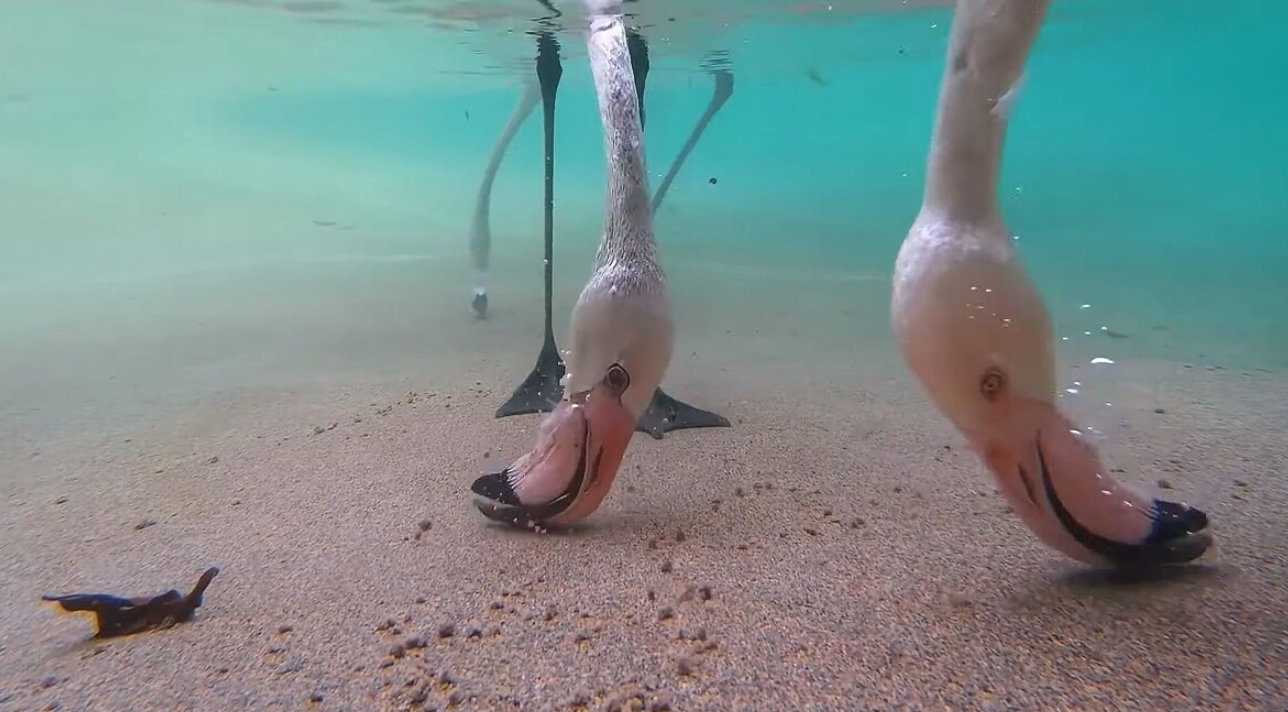 Почему фламинго розовые. Вот как едят фламинго, очень редкий кадр! Источник фотографии: dzen.ru. Почему фламинго розовые. Вот как едят фламинго, очень редкий кадр! Источник фотографии: dzen.ru. Фото.