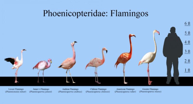 Почему фламинго розовые. И да, фламинго бывают очень разными! Источник изображения: insightsonindia.com. Почему фламинго розовые. И да, фламинго бывают очень разными! Источник изображения: insightsonindia.com. Фото.