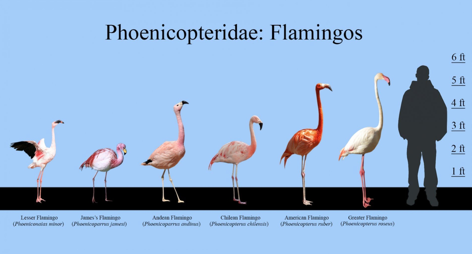 Почему фламинго розовые. И да, фламинго бывают очень разными! Источник изображения: insightsonindia.com. Почему фламинго розовые. И да, фламинго бывают очень разными! Источник изображения: insightsonindia.com. Фото.