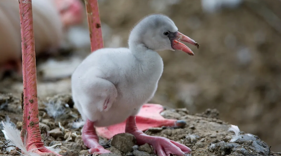 Почему фламинго розовые. Птенец фламинго. Источник фотографии: yahoo.com. Почему фламинго розовые. Птенец фламинго. Источник фотографии: yahoo.com. Фото.