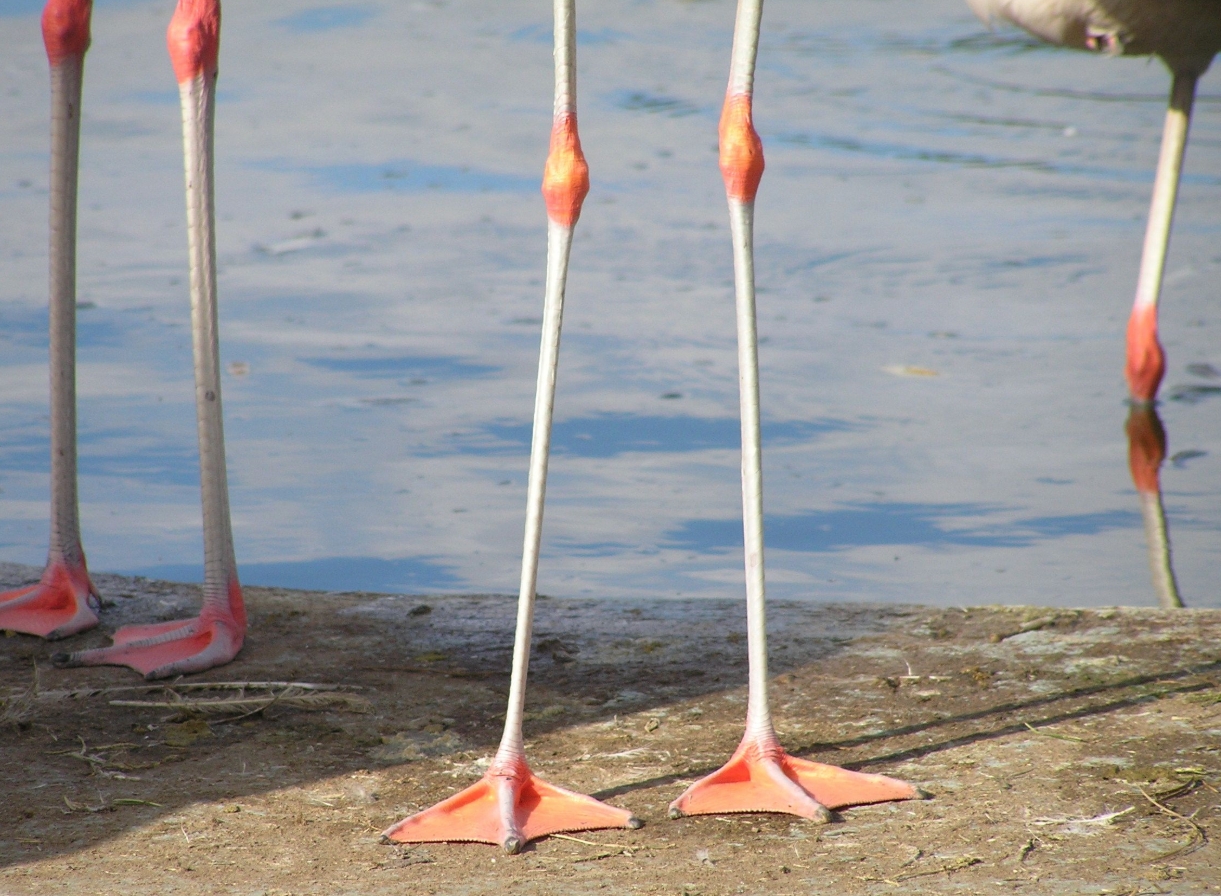 Почему фламинго стоят на одной ноге. У фламинго тонкие ноги, чтобы легко стоять и ходить в мелкой воде, добывая пищу в озерах и лагунах. Источник изображения: wallpaperbetter.com. Почему фламинго стоят на одной ноге. У фламинго тонкие ноги, чтобы легко стоять и ходить в мелкой воде, добывая пищу в озерах и лагунах. Источник изображения: wallpaperbetter.com. Фото.