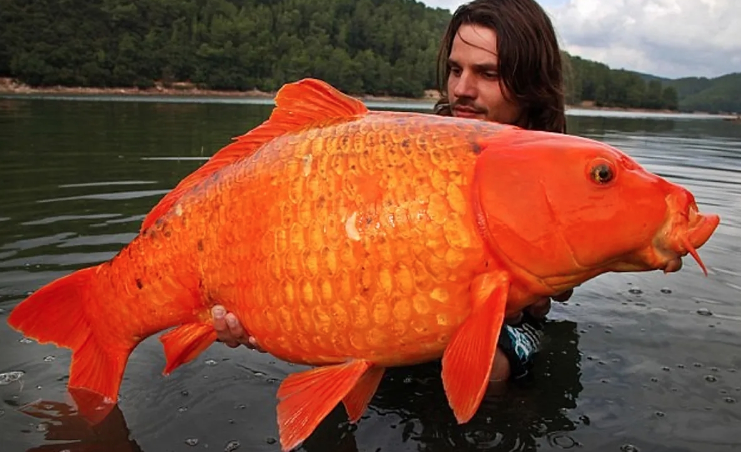 Самая большая золотая рыбка. А это уже другая золотая рыбка, которая весит вдвое меньше Морковки. Источник фотографии: IFL Science. Фото.