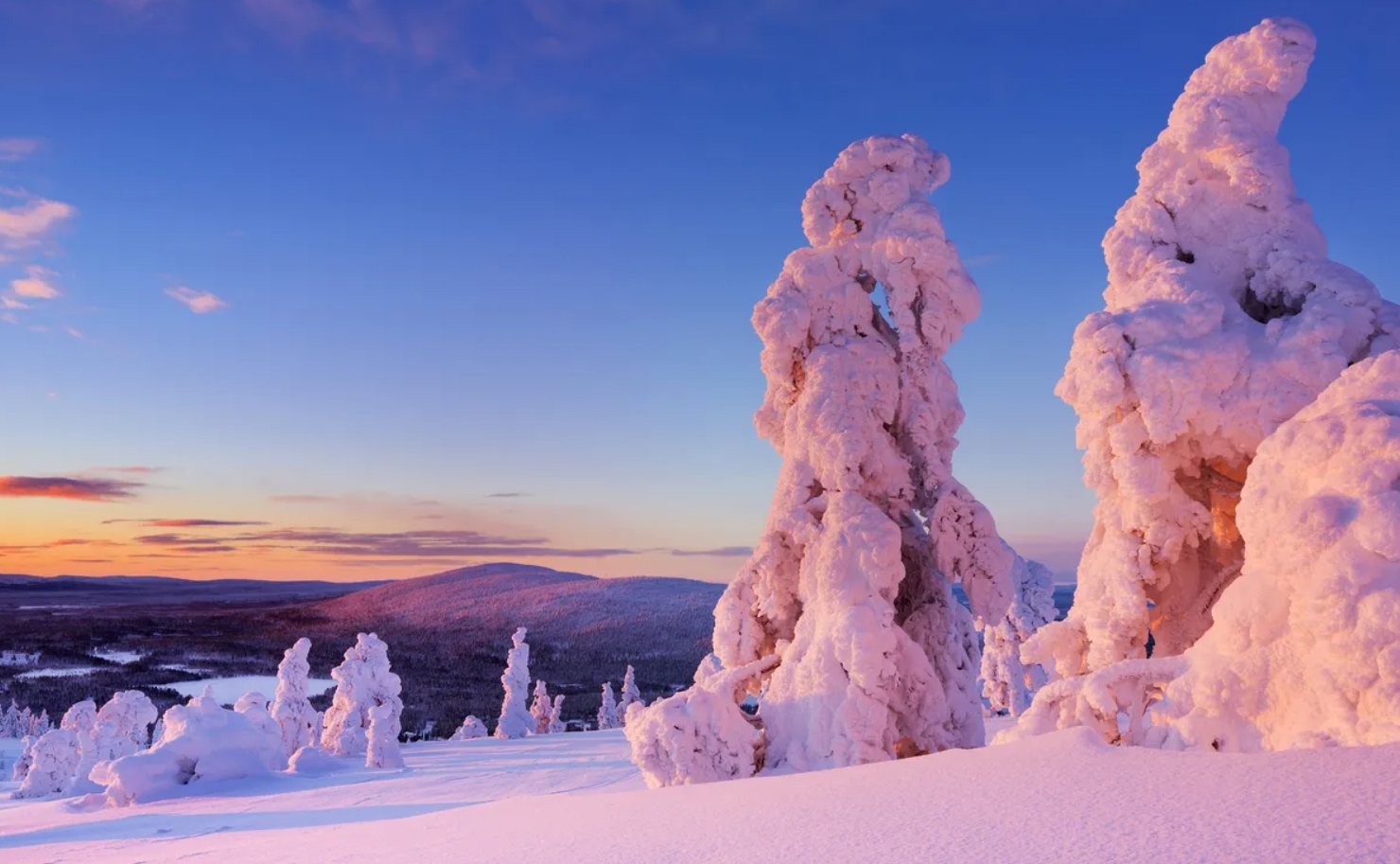 Золото в эвкалипте. В деревьях Лапландии есть золото, хоть мы его и не видим. Источник фотографии: IFL Science. Фото.