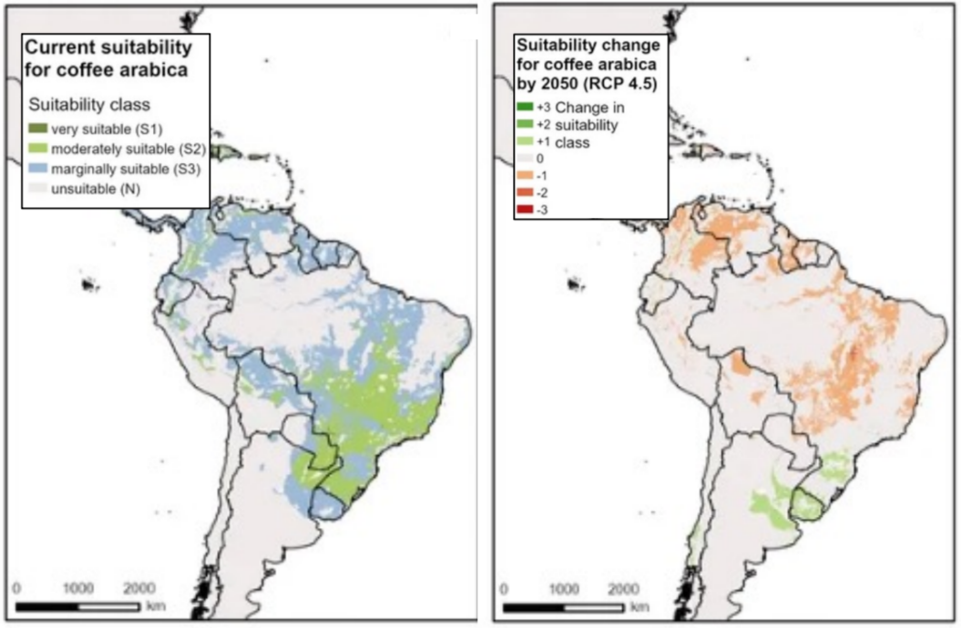 Почему кофе может исчезнуть с планеты: как мы сами уничтожаем любимый напиток