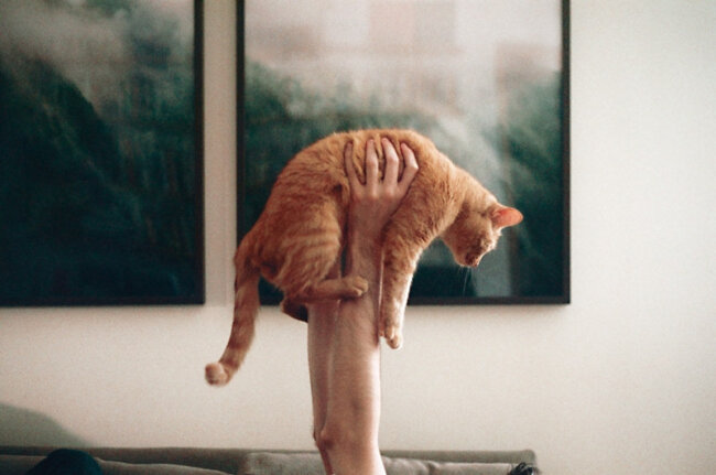 Любят ли кошки, когда их обнимают — правда, о которой мало кто знает. Любят ли кошки, когда их обнимают — правда, о которой мало кто знает. Фото.