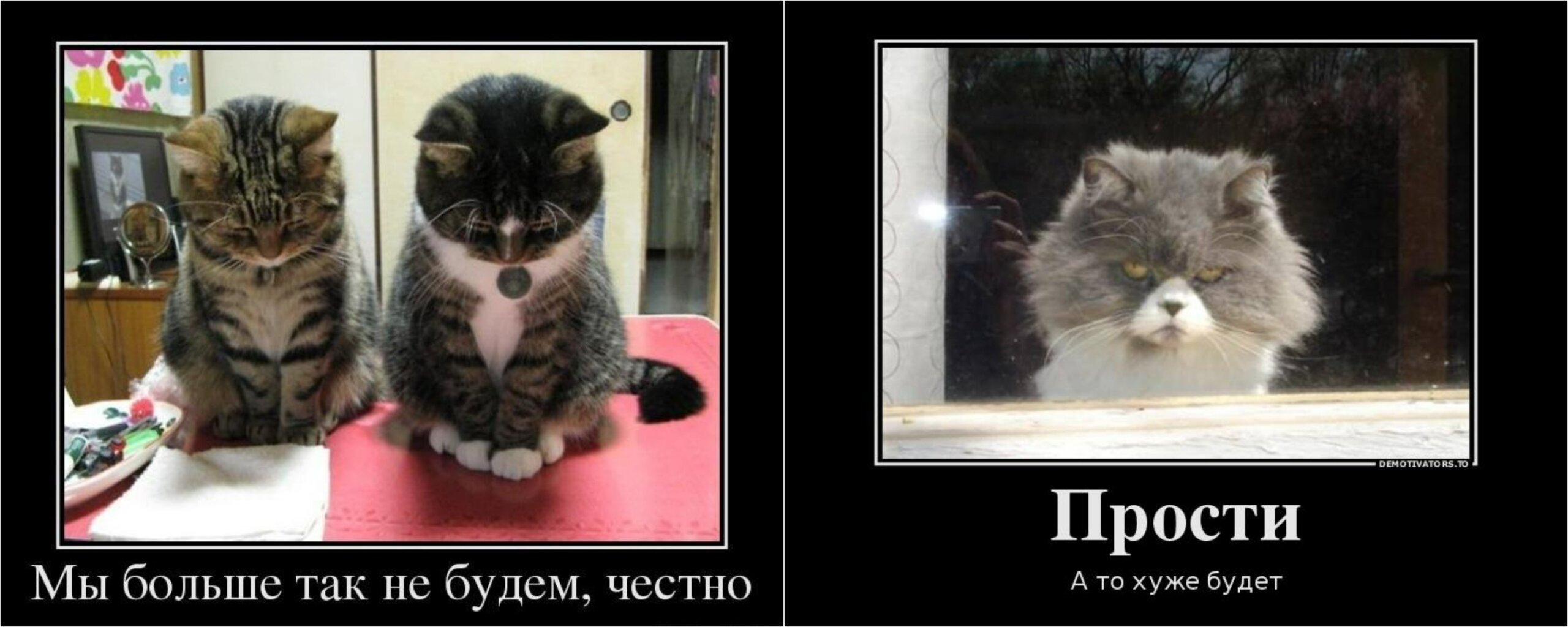 Могут ли кошки стыдиться или смущаться. Стыда и чувства вины нет, зато шутки есть. Источники изображений: rusdemotivator.ru, pushinka.top. Могут ли кошки стыдиться или смущаться. Стыда и чувства вины нет, зато шутки есть. Источники изображений: rusdemotivator.ru, pushinka.top. Фото.