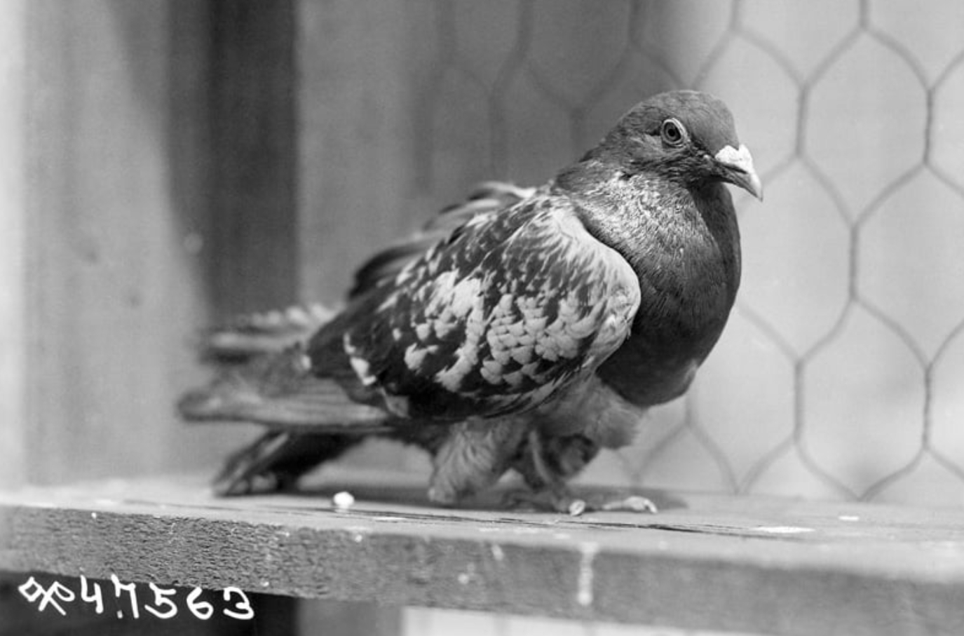 Подвиг почтового голубя Шер Ами. Голубь Шер Ами. Источник фотографии: americanhistory.si.edu. Фото.