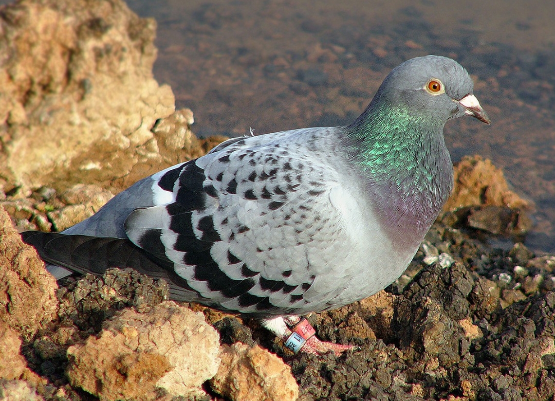 Как тренируют почтовых голубей. Почтовых голубей сложно отличить от обычных. Источник фотографии: wikimedia.org. Фото.