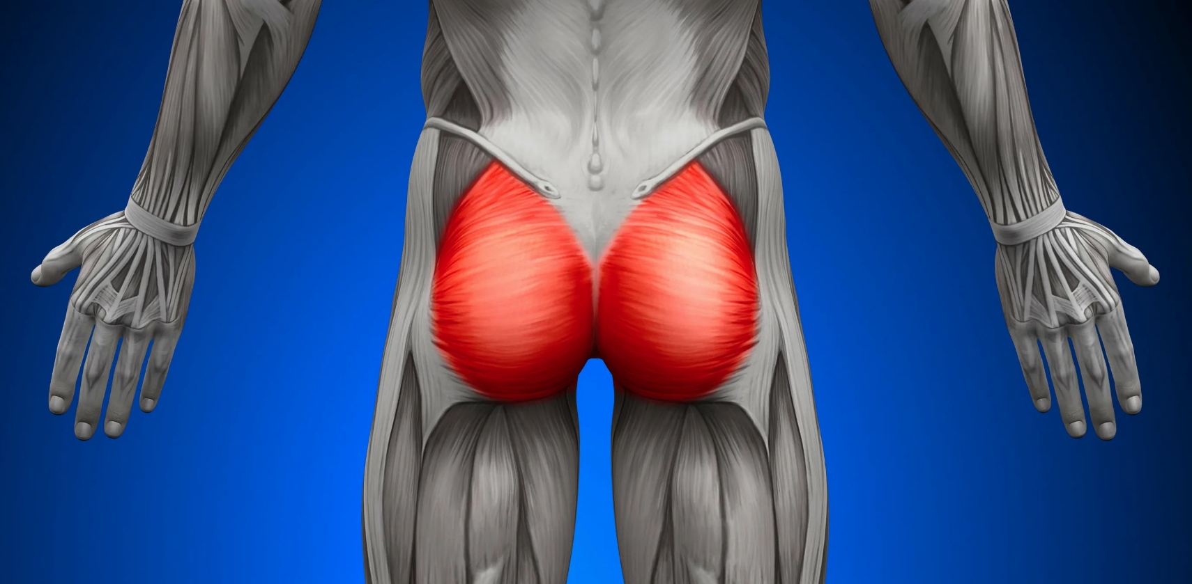 Ягодичная мышца. Ягодичные мышцы человека. Источник изображения: uanatomy.com. Фото.