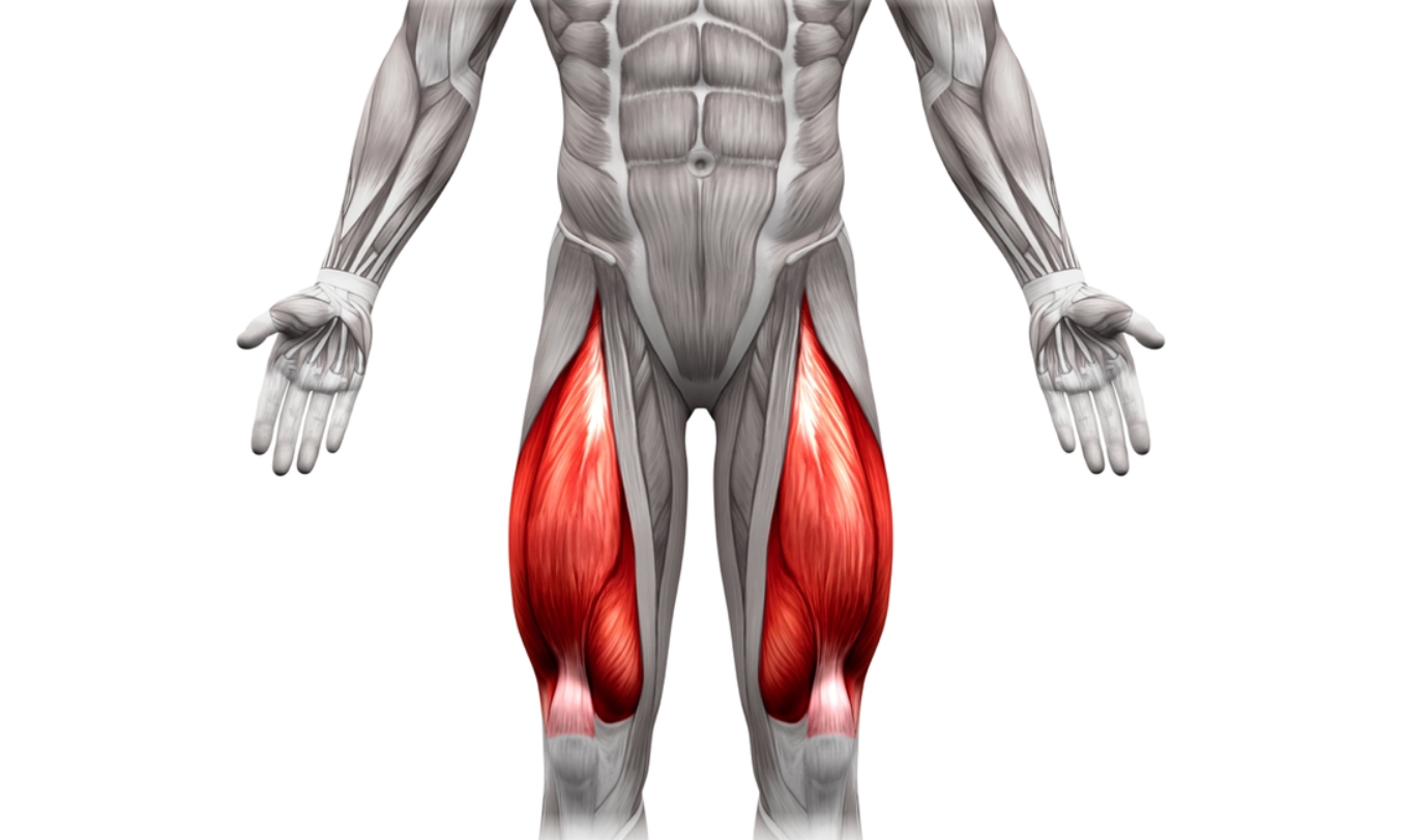 Квадрицепсы. Где находятся квадрицепсы человека. Источник изображения: dzen.ru. Фото.