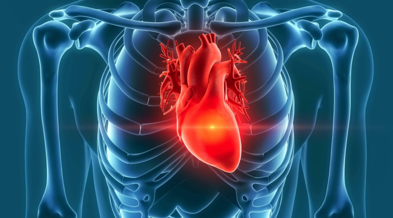 Сердце и язык. Сердце человека безостановочно работает на протяжении всей жизни. Источник изображения: passeportsante.net. Фото.