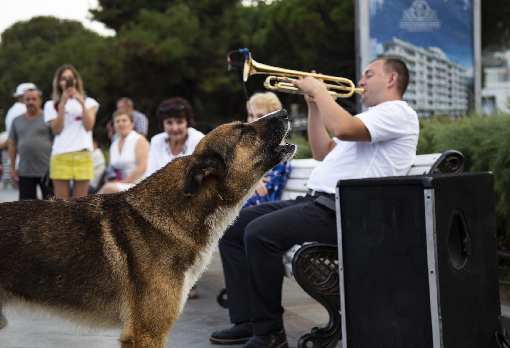 Почему собаки начинают петь: зов предков. Знаменитый пес Мухтар из Ялты (крымский Хатико), который выступает в дуэте с трубачом. Источник изображения: kp.ru. Фото.