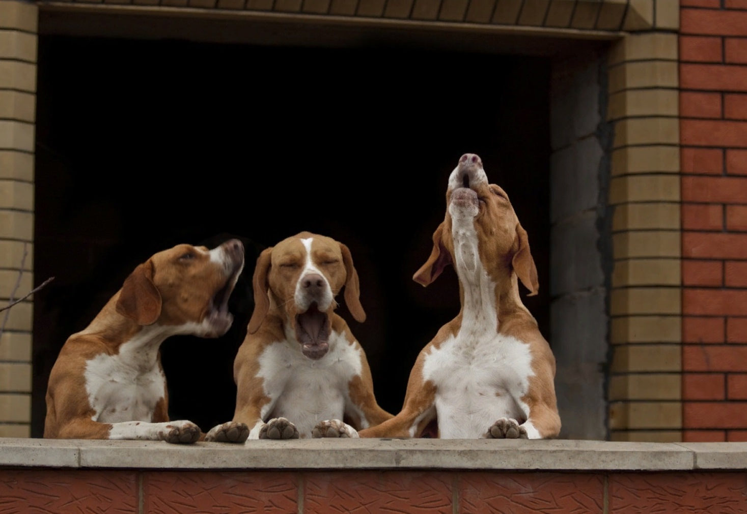Какие породы собак поют чаще всего. Музыка для собак — это и мост к предкам, и тренировка слуха, и язык эмоций, на котором они разговаривают с нами. Источник изображения: rasfokus.ru. Фото.
