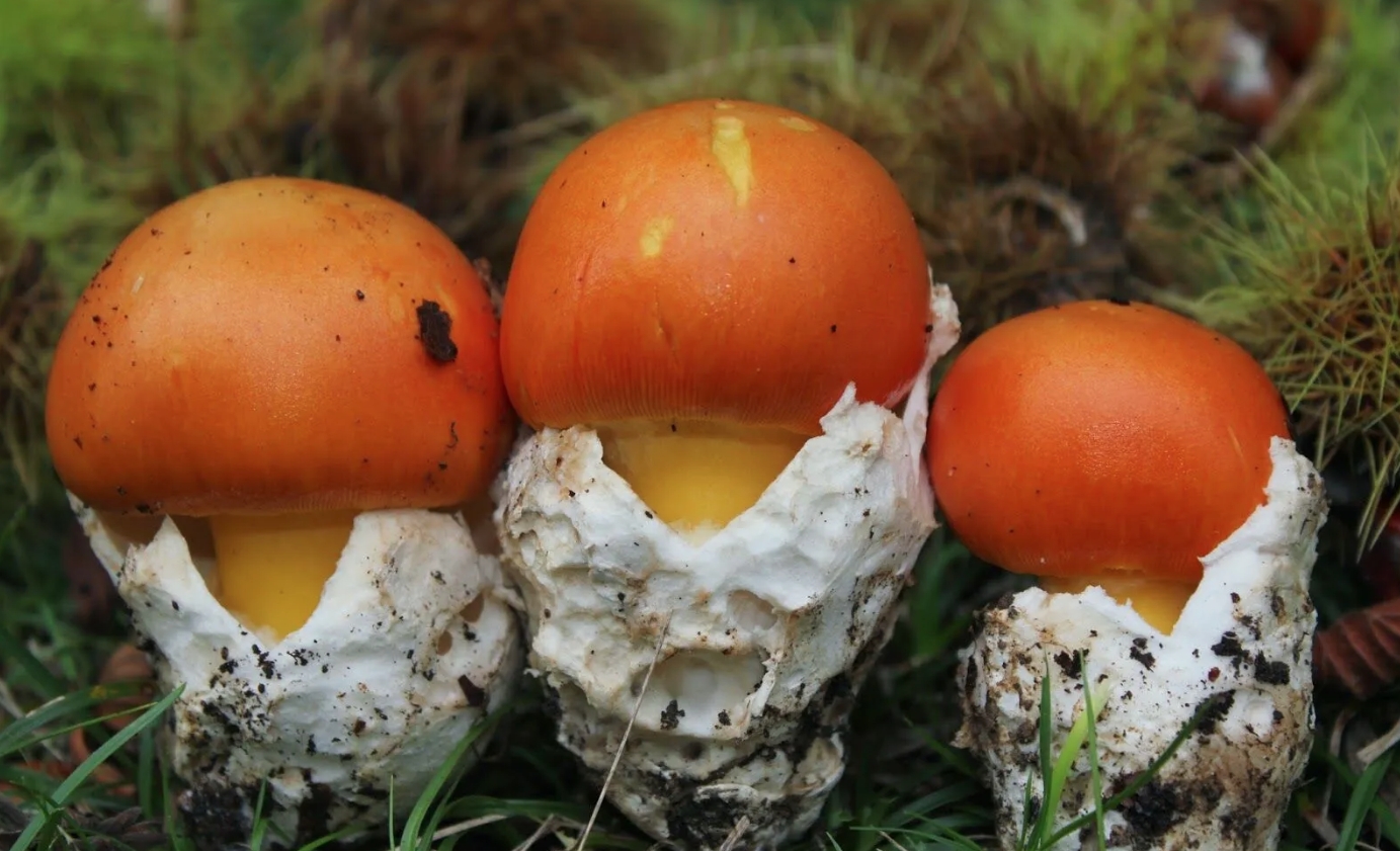 Что такое цезарский гриб. Цезарский гриб. Источник фотографии: ticarihayat.com. Фото.