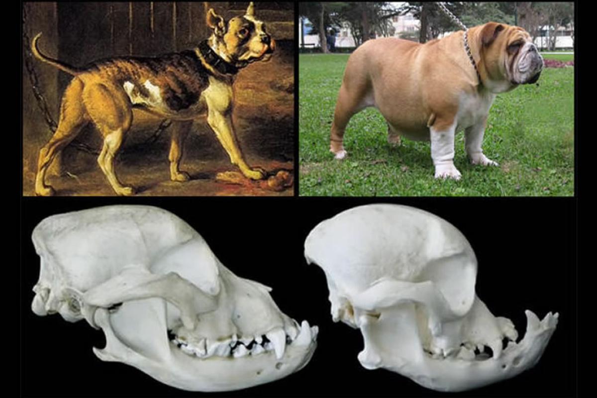В каких странах запретили разведение бульдогов и мопсов. Парадокс: мы стремились к «идеалу породы», а получили анатомию, несовместимую с комфортной жизнью. Источник изображения: elciudadano.com. Фото.