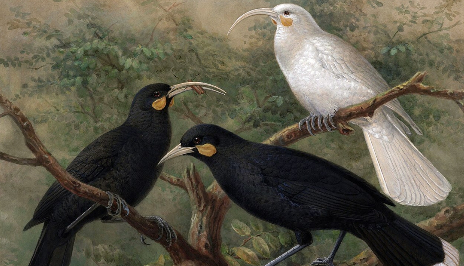 Самка, самец и гуйя-альбинос. Источник изображения: wikimedia.org. Фото.