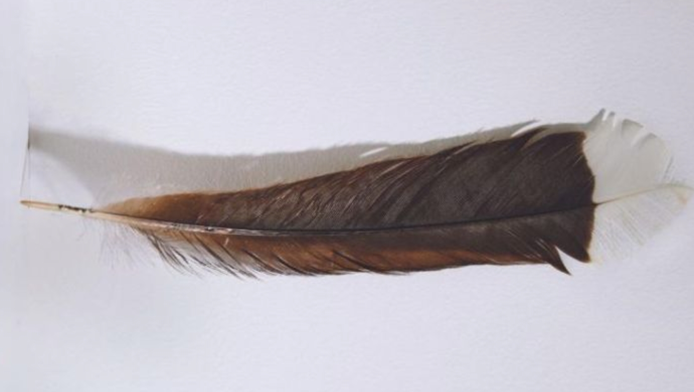 То самое перо, проданное за 2,5 миллиона рублей. Источник фотографии: odditycentral.com. Фото.