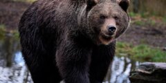 В каких регионах России водятся медведи? В каких регионах России водятся медведи? Фото.