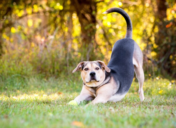 Приветственная растяжка у собак: как питомцы говорят «я тебе рад». Когда собака тянется при встрече, воспринимайте это как подарок. Это собачий способ сказать: «Ты дома, и я счастлив!». Источник изображения: focus.it. Приветственная растяжка у собак: как питомцы говорят «я тебе рад». Когда собака тянется при встрече, воспринимайте это как подарок. Это собачий способ сказать: «Ты дома, и я счастлив!». Источник изображения: focus.it. Фото.