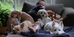 12 пород собак, с которыми не надо много гулять: выбирают диван вместо парка. Фото.